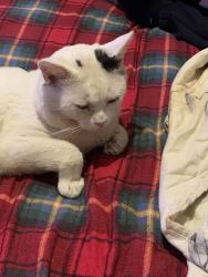 Lost Male Cat last seen Near lever edge lane, Greater Manchester, England BL3 3HU