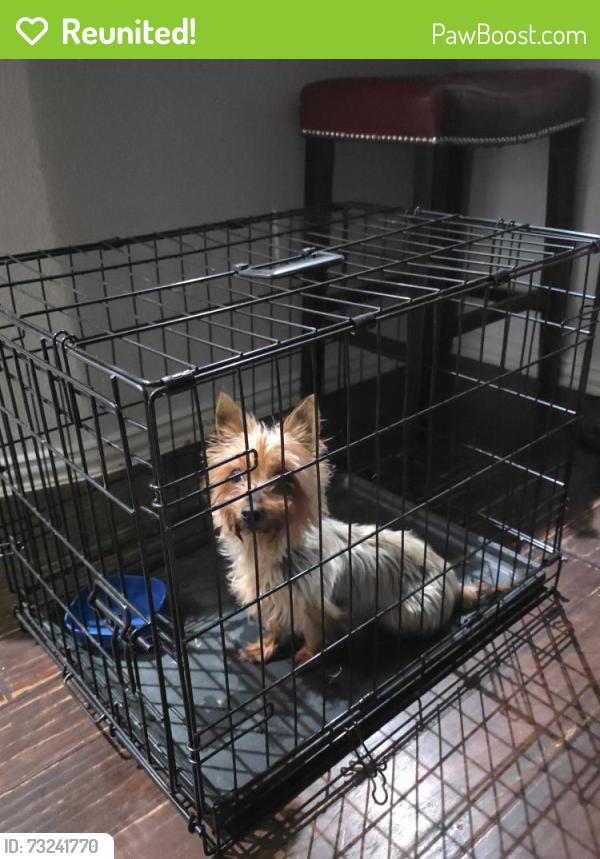 Reunited Unknown Dog last seen Rosson and Shoebill, Paloma Creek South, TX 75068