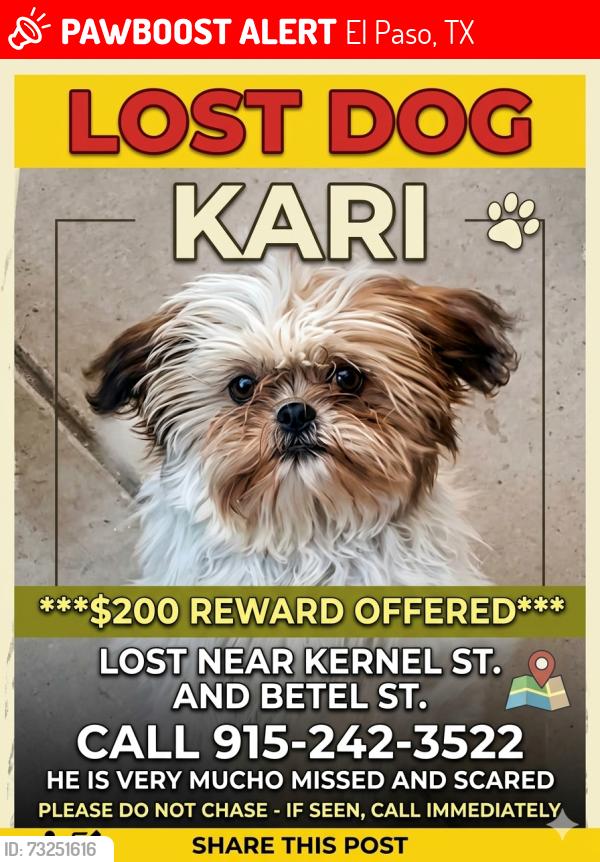 Lost Female Dog last seen BETEL st., El Paso, TX 79907