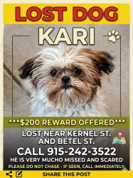Lost Female Dog last seen BETEL st., El Paso, TX 79907