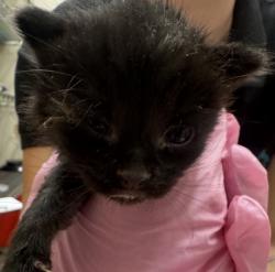 Shelter Stray Female Cat last seen Near Wisconsin Avenue, El Cajon, CA, 92020, El Cajon, CA 92020, USA