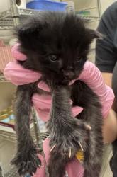 Shelter Stray Male Cat last seen Near Wisconsin Avenue, El Cajon, CA, 92020, El Cajon, CA 92020, USA
