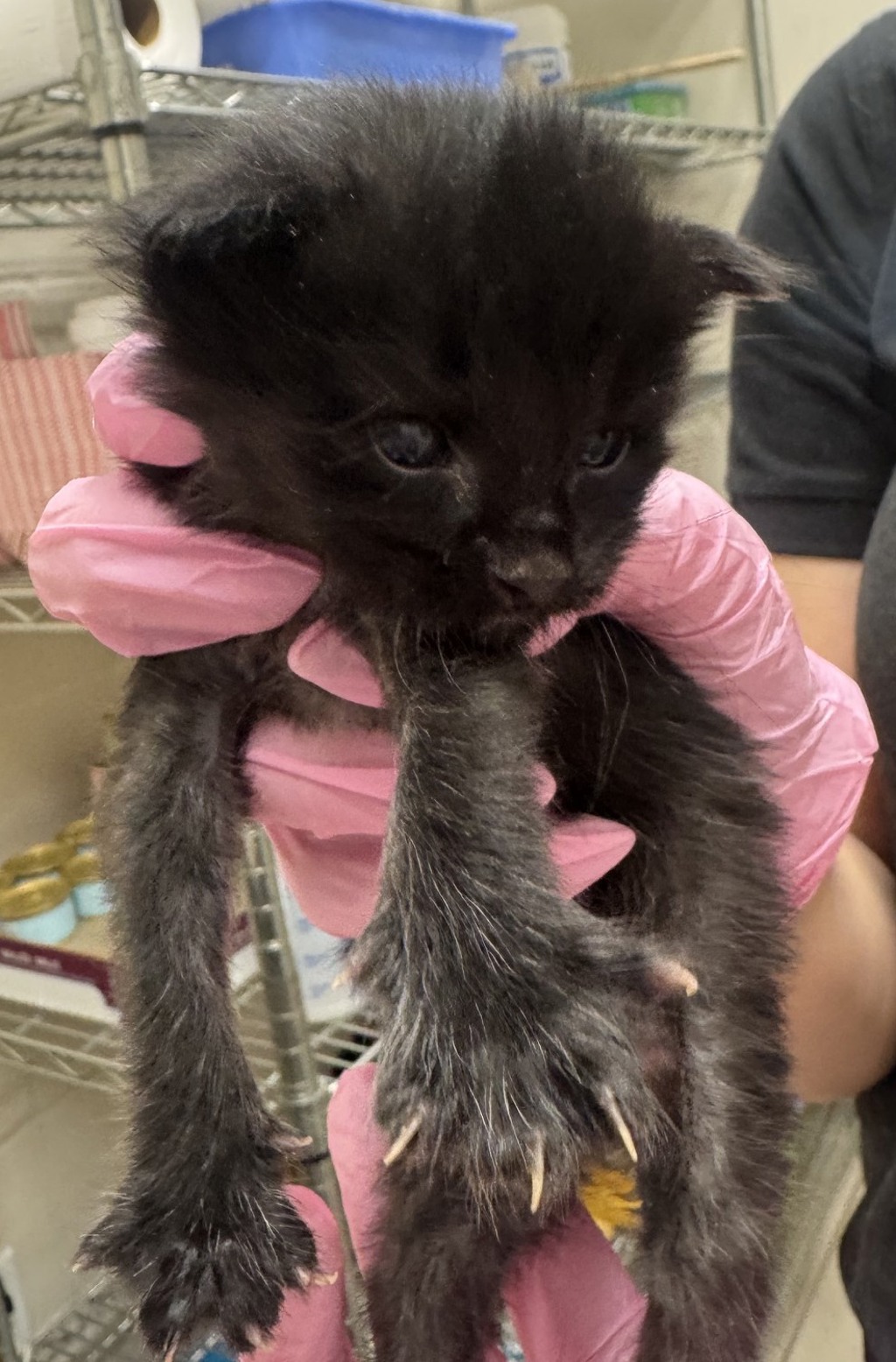 Shelter Stray Male Cat last seen Near Wisconsin Avenue, El Cajon, CA, 92020, El Cajon, CA 92020, USA