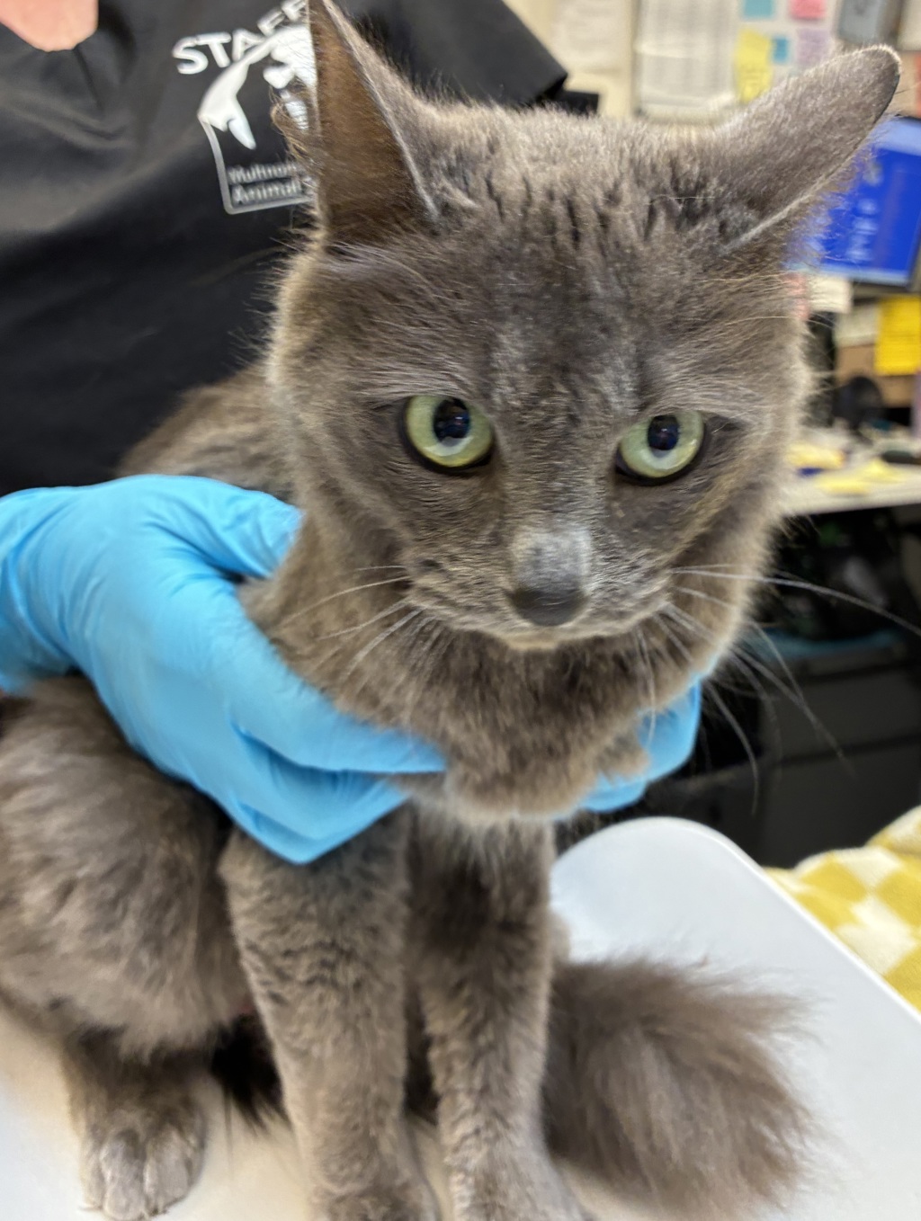 Shelter Stray Female Cat last seen SW 52nd & SW Cameron Rd, PORTLAND, OR, 97221, 1700 W Historic Columbia River Hwy, Troutdale, OR 97060, USA