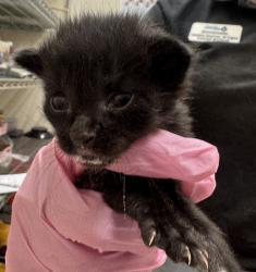 Shelter Stray Male Cat last seen Near Wisconsin Avenue, El Cajon, CA, 92020, El Cajon, CA 92020, USA