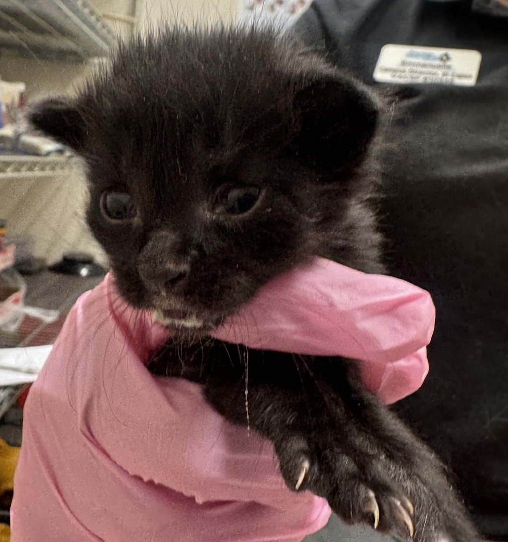 Shelter Stray Male Cat last seen Near Wisconsin Avenue, El Cajon, CA, 92020, El Cajon, CA 92020, USA