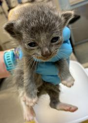 Shelter Stray Female Cat last seen SW 52nd & SW Cameron Rd, PORTLAND, OR, 97221, 1700 W Historic Columbia River Hwy, Troutdale, OR 97060, USA