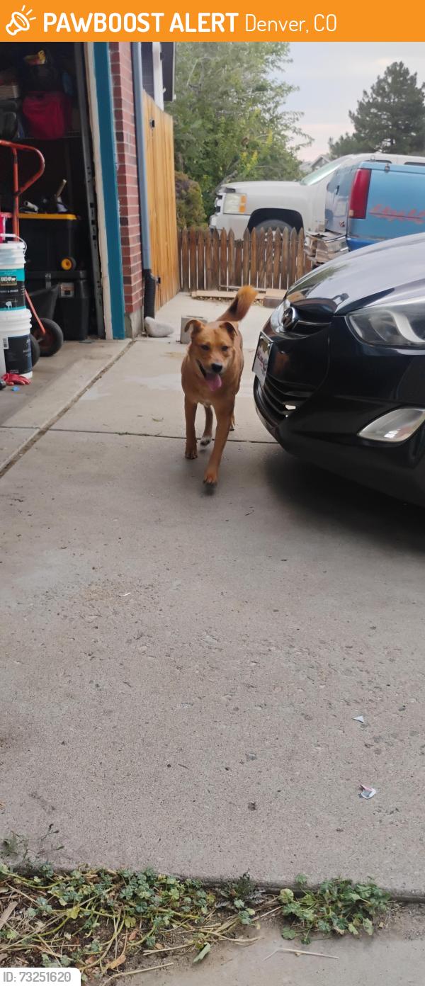 Found/Stray Female Dog last seen Near Enid Way Denver, Denver, CO 80239