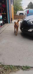 Found/Stray Female Dog last seen Near Enid Way Denver, Denver, CO 80239