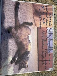 Reunited Female Cat last seen Harbour Heights Ct & Harbour Heights Rd 92109, San Diego, CA 92109