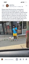 Found/Stray Female Dog last seen Glenmore, Cheviot, OH 45211