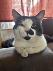 Lost Male Cat last seen Mitcham Park, Greater London, England CR4 4EG
