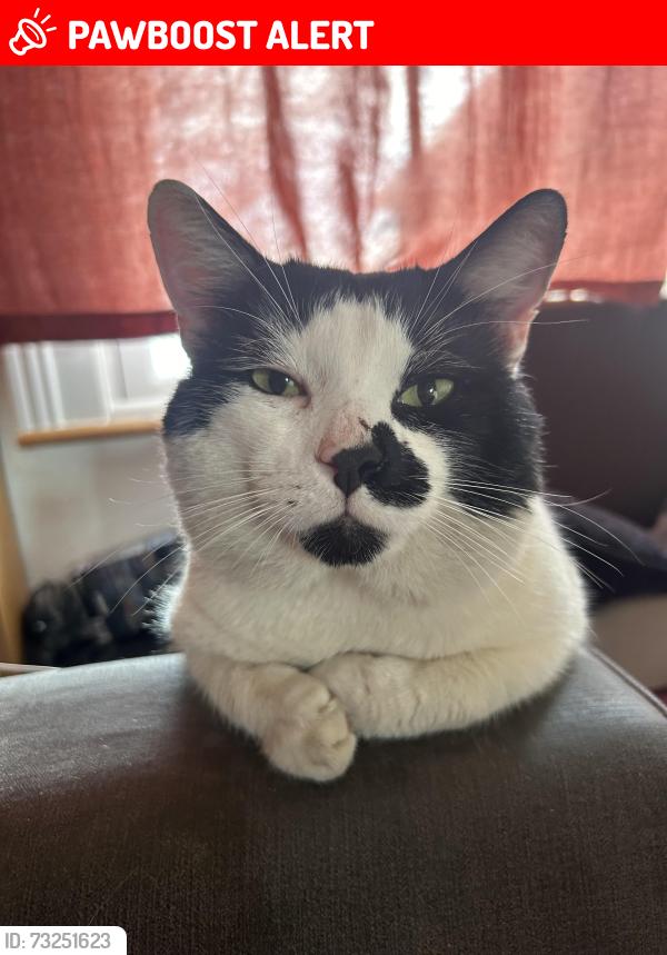 Lost Male Cat last seen Mitcham Park, Greater London, England CR4 4EG