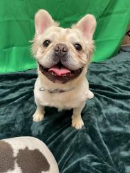 Lost Male Dog last seen Farm and Hualapi, Las Vegas, NV 89166
