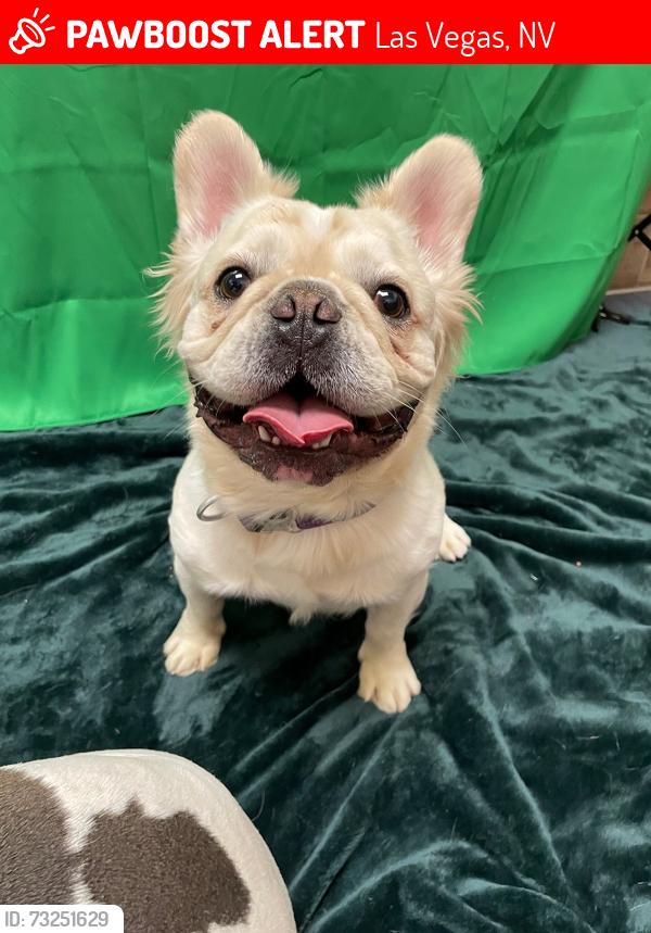 Lost Male Dog last seen Farm and Hualapi, Las Vegas, NV 89166