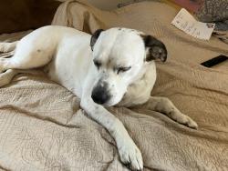 Lost Female Dog last seen Tallmadge Rd and Stroup Rd, Rootstown, OH 44272