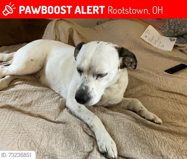 Lost Female Dog last seen Tallmadge Rd and Stroup Rd, Rootstown, OH 44272