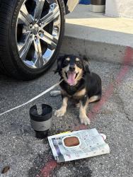 Found/Stray Male Dog last seen Meadow Maid Market, Los Angeles, CA 90032