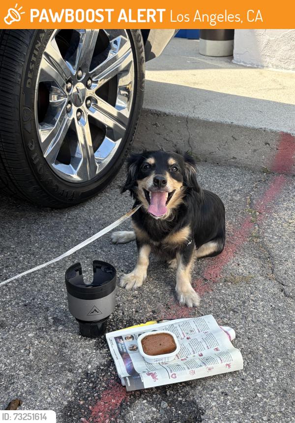 Found/Stray Male Dog last seen Meadow Maid Market, Los Angeles, CA 90032