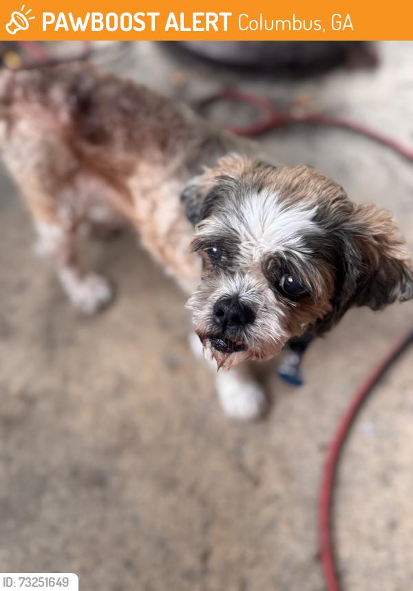 Found/Stray Male Dog last seen Celia dr & rosewood, Columbus, GA 31907