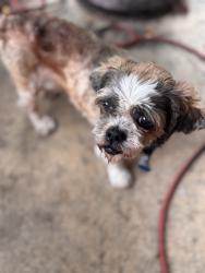 Found/Stray Male Dog last seen Celia dr & rosewood, Columbus, GA 31907