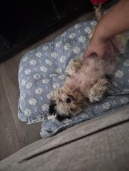 Reunited Female Dog last seen Evans drive, Kissimmee fl, Osceola County, FL 34758