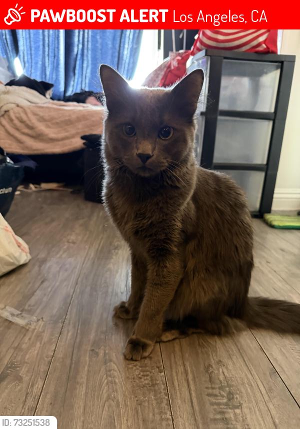 Lost Male Cat last seen Chelsa st and Soto behind apmts near train tracks, Los Angeles, CA 90033