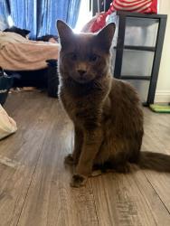 Lost Male Cat last seen Chelsa st and Soto behind apmts near train tracks, Los Angeles, CA 90033