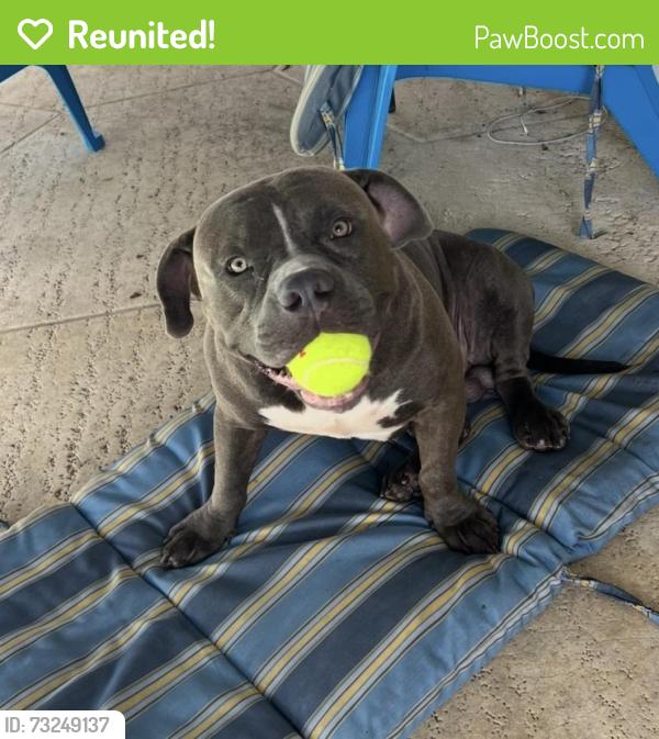 Reunited Male Dog last seen Lake worth near the movie theater, Greenacres, FL 33463