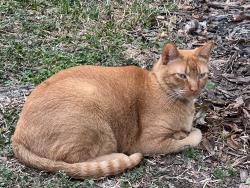 Lost Male Cat last seen Southgate blvd and Stockton, 77030, Houston, TX 77030