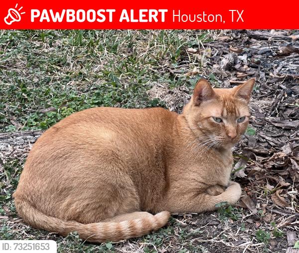 Lost Male Cat last seen Southgate blvd and Stockton, 77030, Houston, TX 77030