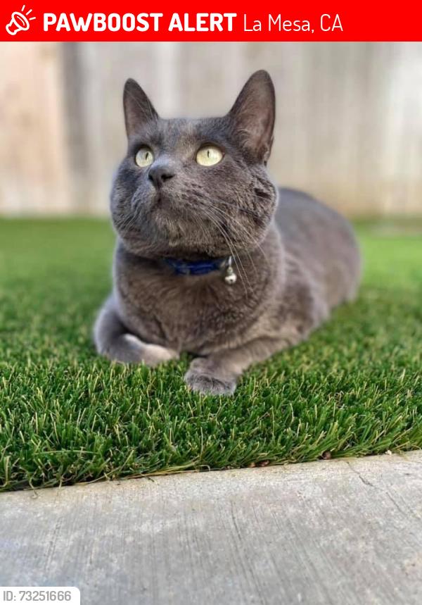 Lost Male Cat last seen Par st, La Mesa, CA 91941