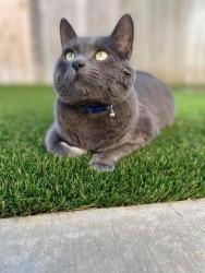 Lost Male Cat last seen Par st, La Mesa, CA 91941