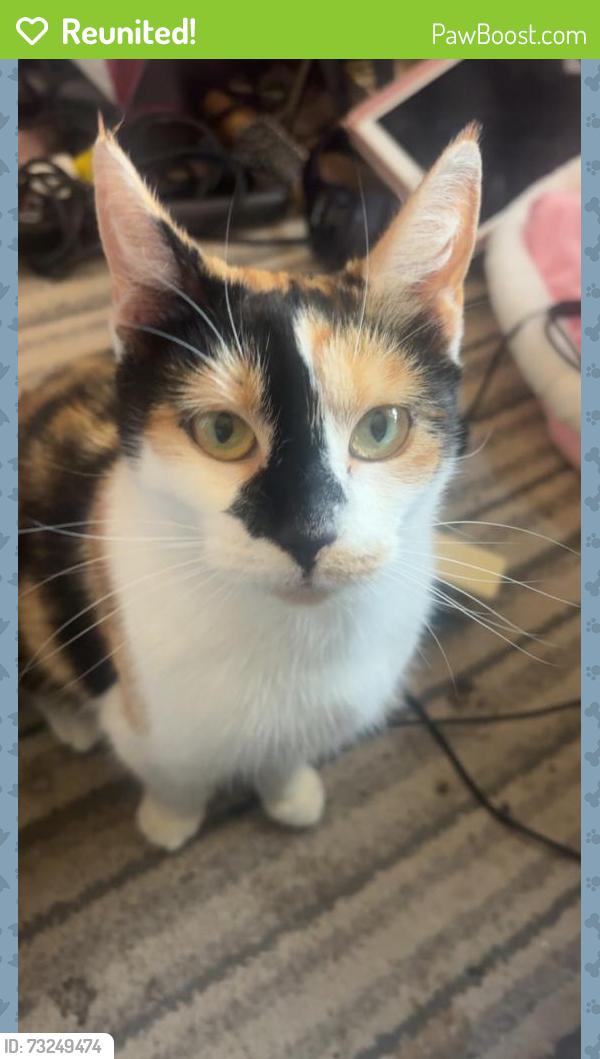Reunited Female Cat last seen Dagenham RM10, Greater London, England RM10 8AE