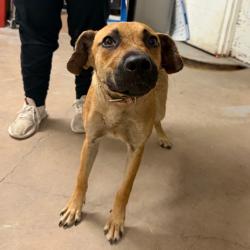 Shelter Stray Female Dog last seen , 2451 N Expressway 281, Edinburg, TX 78541, USA