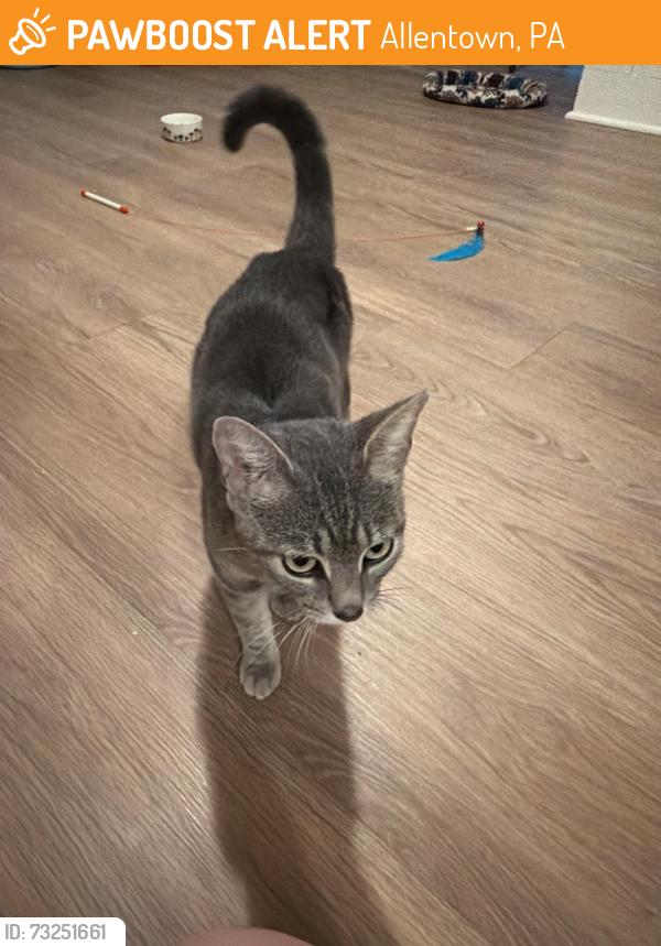 Surrendered Female Cat last seen Harold ave Stanley street, Allentown, PA 18104