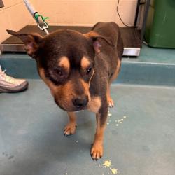 Shelter Stray Male Dog last seen , 2350 Appling City Cove, Memphis, TN 38133, USA