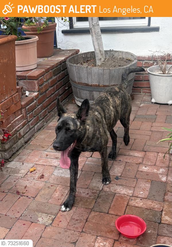 Found/Stray Female Dog last seen Leesdale and 265th Street, Los Angeles, CA 90710