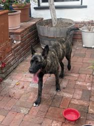 Found/Stray Female Dog last seen Leesdale and 265th Street, Los Angeles, CA 90710