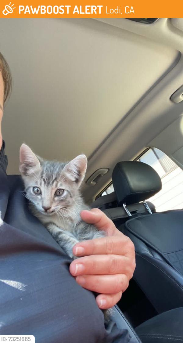 Found/Stray Unknown Cat last seen Kettleman Ln and Lakeshore, Lodi, CA 95240