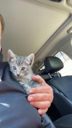 Found/Stray Unknown Cat last seen Kettleman Ln and Lakeshore, Lodi, CA 95240