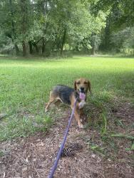 Lost Female Dog last seen Timothy ests ooff Timothy Road, Athens, GA 30606