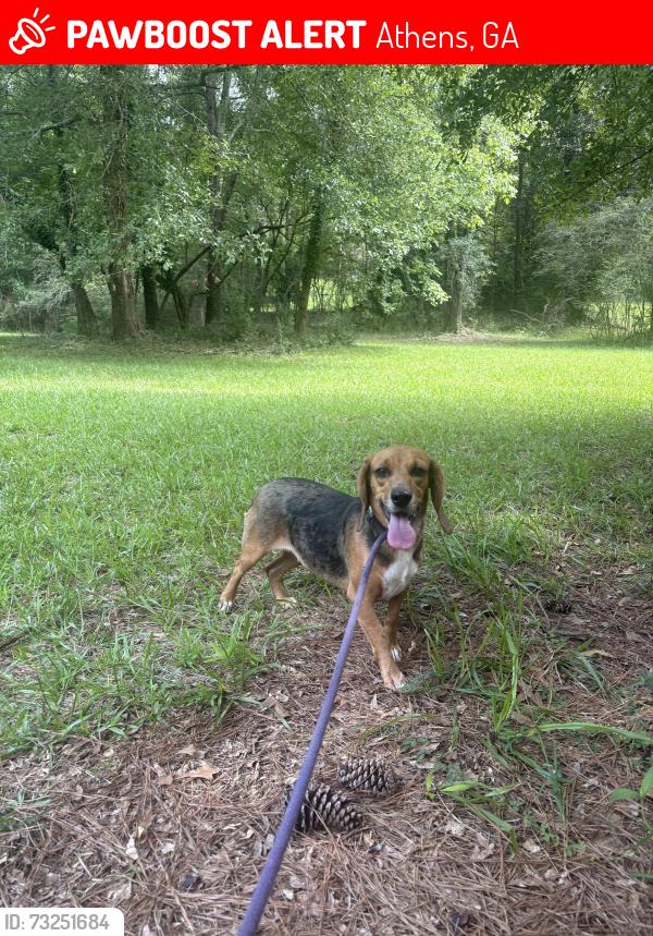 Lost Female Dog last seen Timothy ests ooff Timothy Road, Athens, GA 30606