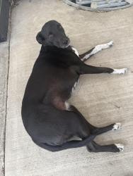 Reunited Unknown Dog last seen Vrain St and Jewel Ave, Denver, CO 80219