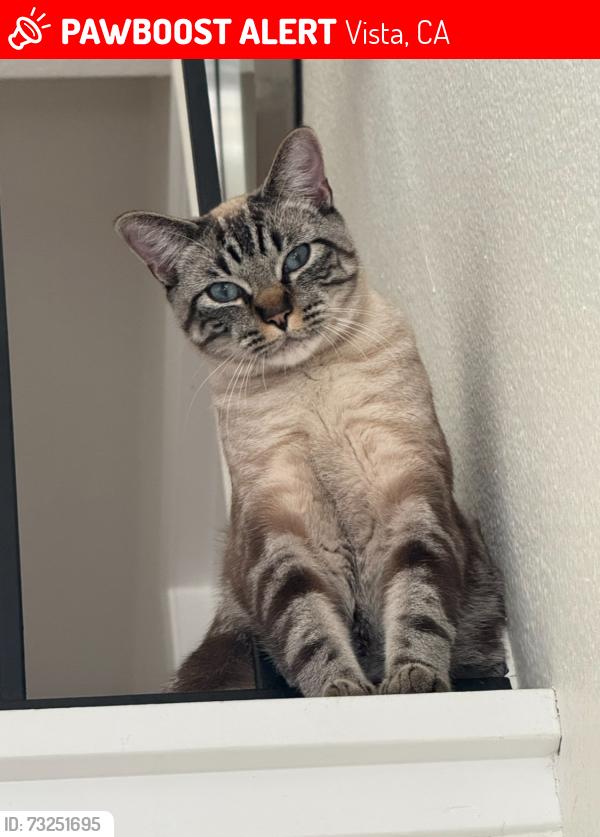 Lost Male Cat last seen Enchantment ave, Vista, CA 92081
