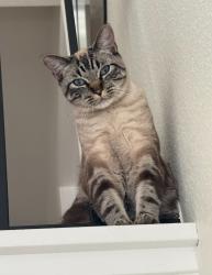 Lost Male Cat last seen Enchantment ave, Vista, CA 92081
