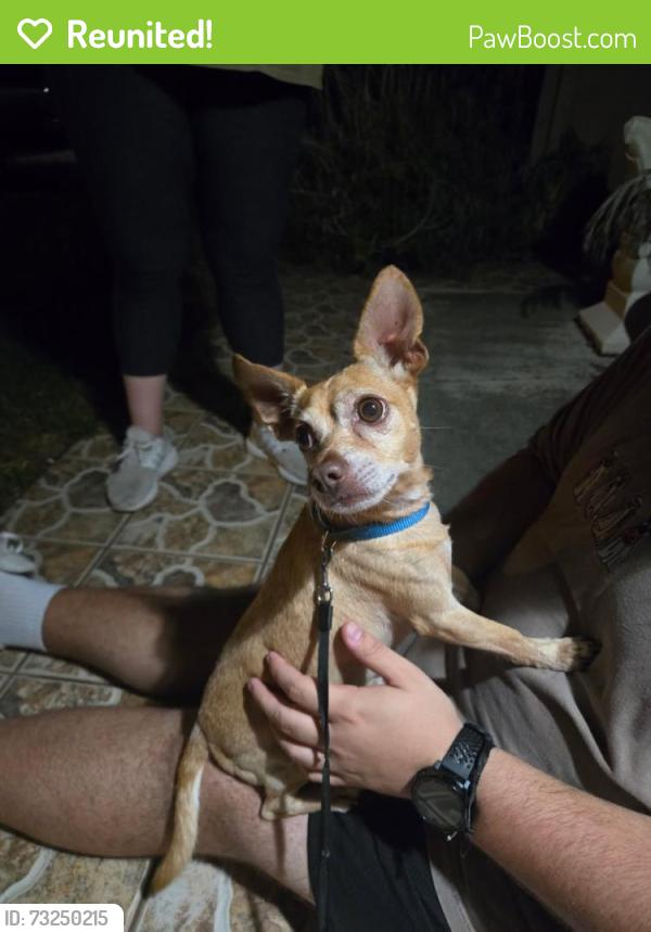 Reunited Male Dog last seen Tivoli Ridge Run, Orlando, FL 32829, USA, Orlando, FL 32829