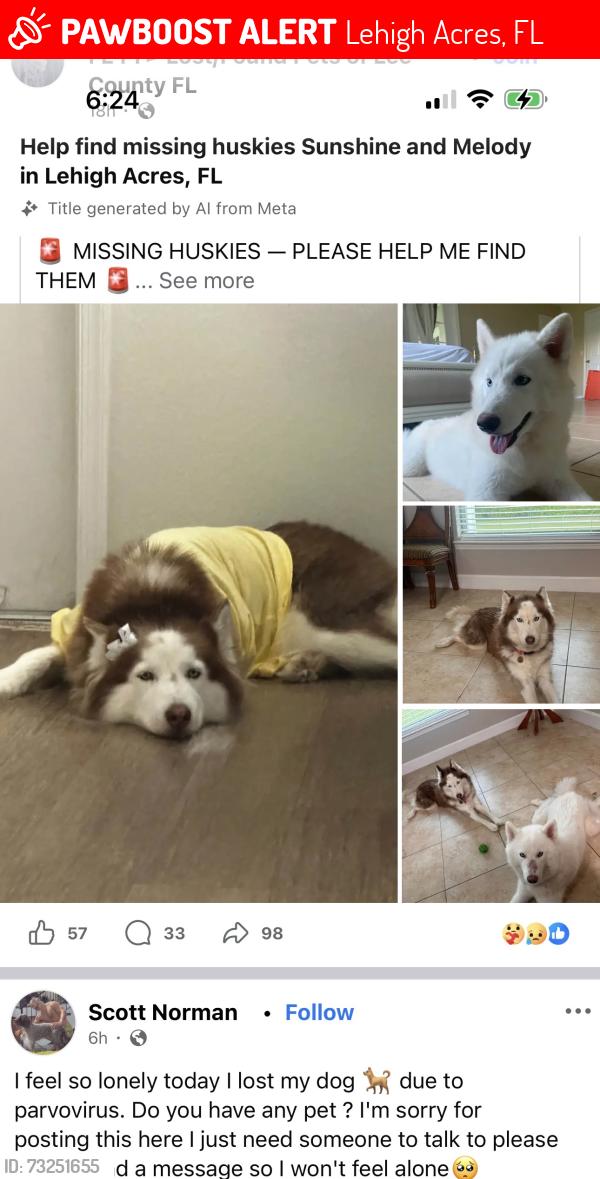 Lost Female Dog last seen Near 51 st w, Lehigh Acres, FL 33972