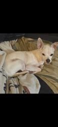 Lost Male Dog last seen 104th and Fruitland, Puyallup, WA 98371