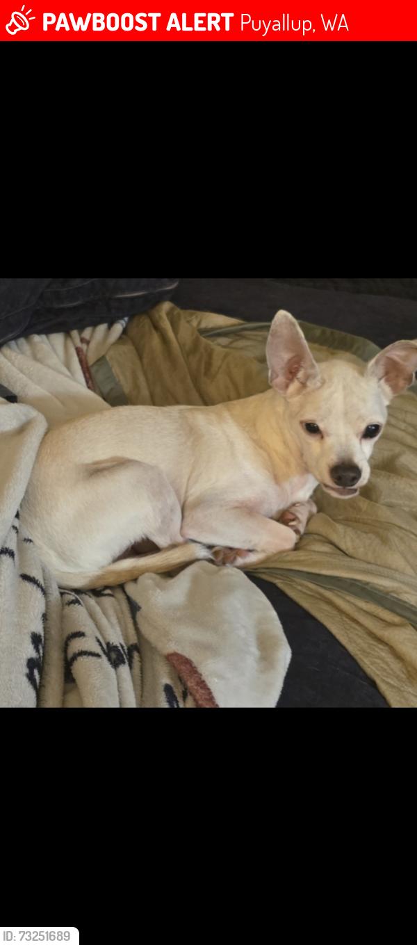 Lost Male Dog last seen 104th and Fruitland, Puyallup, WA 98371